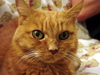 adorable Amber adorable Amber